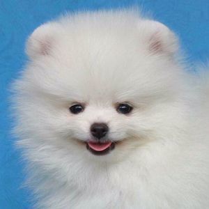 Meet your Posher, Loretta